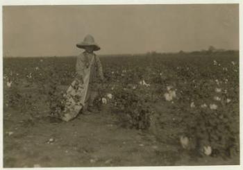 5 year old Willie Hesse picks 15 pounds of cotton a day on his parents' 80 acre farm near West, Texas, 1913 (b/w photo) | Obraz na stenu