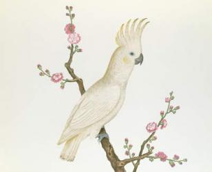 Lesser Lemon Crested Cockatoo, perched on a sprig of flowering Japonica, Ch'ien-lung period (1736-96) (colour on paper) | Obraz na stenu