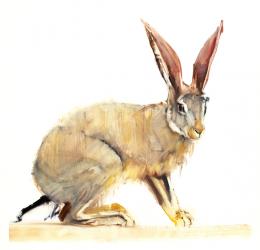 Cape Hare, 2010 (oil on paper) | Obraz na stenu