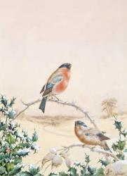 Winter scene with Chaffinch and Holly | Obraz na stenu