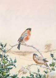 Winter scene with Chaffinch and Holly | Obraz na stenu