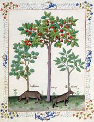 Ms Fr. Fv VI #1 fol.162r Hazelnut Bush (left) and Cherry tree (centre), Illustration from the 'Book of Simple Medicines' by Mattheaus Platearius (d.c.1161) c.1470 (vellum) | Obraz na stenu