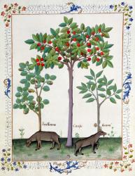 Ms Fr. Fv VI #1 fol.162r Hazelnut Bush (left) and Cherry tree (centre), Illustration from the 'Book of Simple Medicines' by Mattheaus Platearius (d.c.1161) c.1470 (vellum) | Obraz na stenu