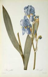 Iris Pallida, from `Les Liliacees', 1812 (coloured engraving) | Obraz na stenu