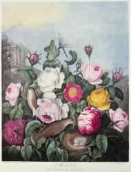 Roses, engraved by Earlom, from 'The Temple of Flora', by Robert Thornton, pub. 1805 (coloured engraving) | Obraz na stenu