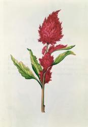 Amaranthus, from 'La Guirlande de Julie', c.1642 (w/c on vellum) | Obraz na stenu