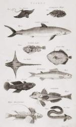 Different types of fish (engraving) | Obraz na stenu
