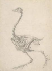 The Skeleton of a Fowl, from the series 'A Comparative Anatomical Exposition of the Structure of the Human Body with that of a Tiger and a Common Fowl', 1795-1806 (graphite on paper) | Obraz na stenu