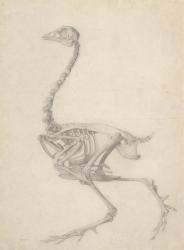 The Skeleton of a Fowl, from the series 'A Comparative Anatomical Exposition of the Structure of the Human Body with that of a Tiger and a Common Fowl', 1795-1806 (graphite on paper) | Obraz na stenu