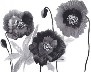 Poppies in Black and white | Obraz na stenu