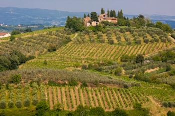 Vineyards, Tuscany, Italy (photo) | Obraz na stenu