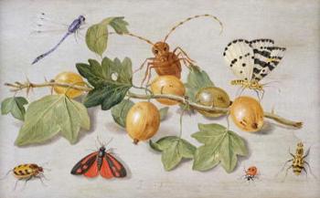 Still life of branch of gooseberries, with a butterfly, moth, damsel fly and other insects (oil on copper) | Obraz na stenu