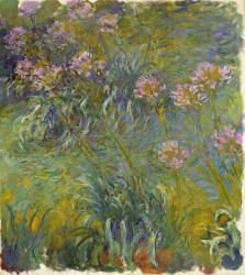 Agapanthus, 1914-26 (oil on canvas) | Obraz na stenu