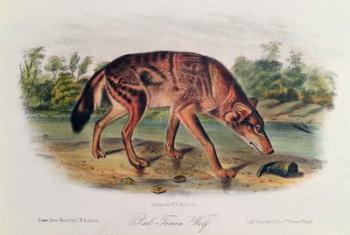 Red Wolf from 'Quadrupeds of North America', 1842-45 (hand coloured lithograph) | Obraz na stenu