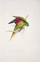 Maton's Parakeet (colour litho) | Obraz na stenu