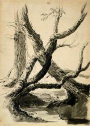 Sketch of Tree Trunks, c.1825-40 (black ink, pen, wash & pencil on white paper) | Obraz na stenu