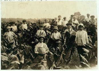 Goodrich Tobacco Farm, near Gildersleeve, Connecticut, 1917 (b/w photo) | Obraz na stenu