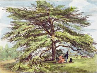 The Lebanon Cedar Tree in the Arboretum, Kew Gardens, plate 21 from 'Kew Gardens: A Series of Twenty-Four Drawings on Stone', engraved by Charles Hullmandel (1789-1850) published 1820 (hand-coloured litho) | Obraz na stenu