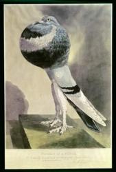 Portrait of  Pouter Pigeon (coloured engraving) | Obraz na stenu