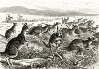 A Kangaroo Battue, c.1880, from 'Australian Pictures' by Howard Willoughby, published by the Religious Tract Society, London, 1886 (litho) | Obraz na stenu