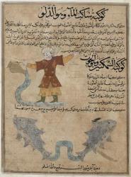 Ms E-7 fol.25a  Aquarius and Pisces, from 'The Wonders of the Creation and the Curiosities of Existence' by Zakariya'ibn Muhammed al-Qazwini (gouache on paper) | Obraz na stenu