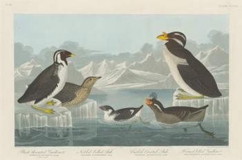 Black-throated Guillemot, Nobbed-billed Auk, Curled-Crested Auk and Horned-billed Guillemot 1838 (coloured engraving) | Obraz na stenu