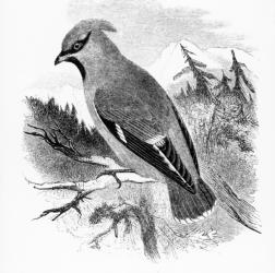 The Bohemian Waxwing, illustration from 'A History of British Birds' by William Yarrell, first published 1843 (woodcut) | Obraz na stenu