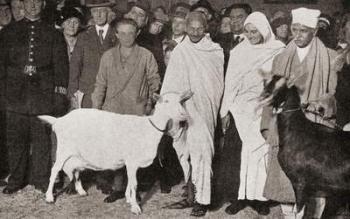 Mahatma Gandhi arrives in London, England in 1931 with his disciple, Madeleine Slade, and his two goats, from 'The Story of Twenty Five Years', published 1935 (b/w photo) | Obraz na stenu