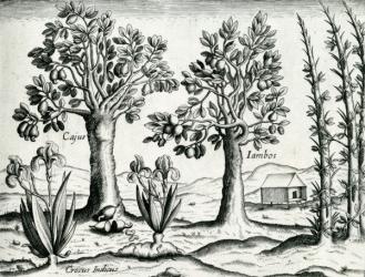 Landscape, Illustration from 'India Orientalis', 1598 (engraving) | Obraz na stenu