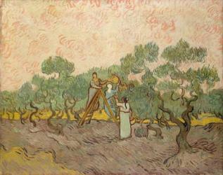 The Olive Pickers, Saint-Remy, 1889 (oil on canvas) | Obraz na stenu