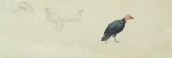 Studies of a Turkey (w/c & graphite on wove paper) | Obraz na stenu
