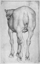 Horse, from the The Vallardi Album (pen & ink on paper) (b/w photo) | Obraz na stenu
