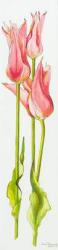 Three Red Lily-Flowered Tulips Marianne,watercolour,2010 | Obraz na stenu