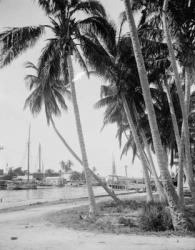 Coconut trees along the docks, Miami, Florida, c.1900-15 (b/w photo) | Obraz na stenu