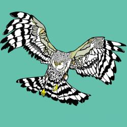 Hettie Hen Harrier, pen and ink, digitally coloured | Obraz na stenu