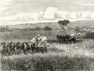 Reaping in South Adelaide, c.1880, from 'Australian Pictures' by Howard Willoughby, published by the Religious Tract Society, London, 1886 (litho) | Obraz na stenu