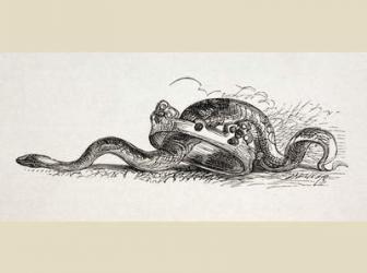 A snake slithers through a royal crown, 1890 (litho) | Obraz na stenu