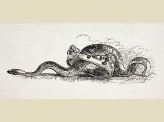 A snake slithers through a royal crown, 1890 (litho) | Obraz na stenu