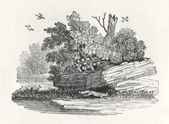 Fox escaping, from 'The General History of Quadrupeds', published 1790  (wood engraving) | Obraz na stenu