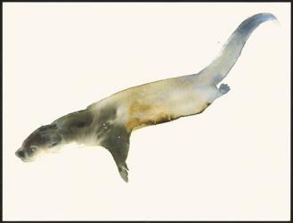 European Otter (w/c on paper) | Obraz na stenu