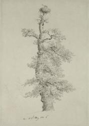 Ancient Oak Tree with a Stork's Nest, 23rd May 1806 (pencil on paper) | Obraz na stenu