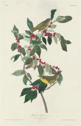 Nashville Warbler, 1830 (coloured engraving) | Obraz na stenu