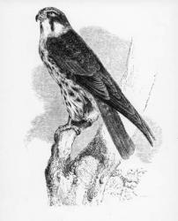 The Hobby, illustration from 'A History of British Birds' by William Yarrell, first published 1843 (woodcut) | Obraz na stenu