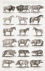 Different types of Quadrupeds (engraving) | Obraz na stenu