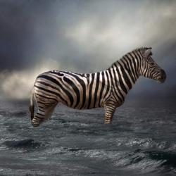 Zebra in Water | Obraz na stenu
