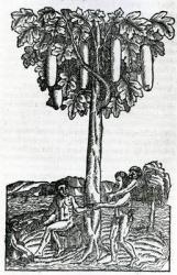 Tree harvest, illustration from 'Singularities of France Antarctique', by Andre de Thevet, 1558 (woodcut) | Obraz na stenu