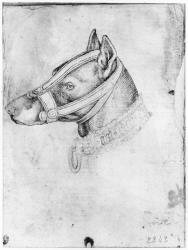 Head of a muzzled dog, from the The Vallardi Album (pen & ink on paper) (b/w photo) | Obraz na stenu