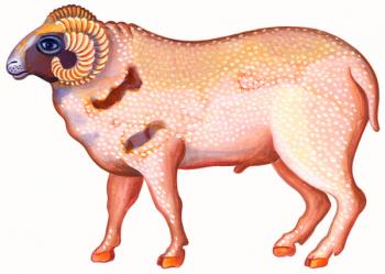 Aries the Ram, 1996, (ink and gouache) | Obraz na stenu