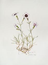 Dianthus 'Argus', 1997 (w/c on paper) | Obraz na stenu