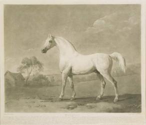 Mambrino, after George Stubbs, 1788 (mezzotint) | Obraz na stenu